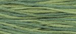 (image for) Blue Spruce